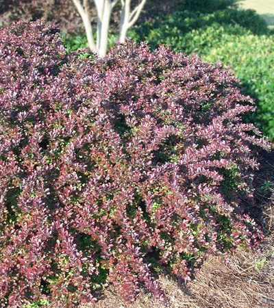 Barberry Crimson Pygmy